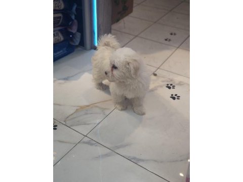 3 aylık erkek maltipoo yavrumuz yeni yuvasına gitmeye hazır
