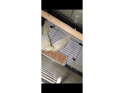 Kırmızı göz evcil lutino sultan papağanı