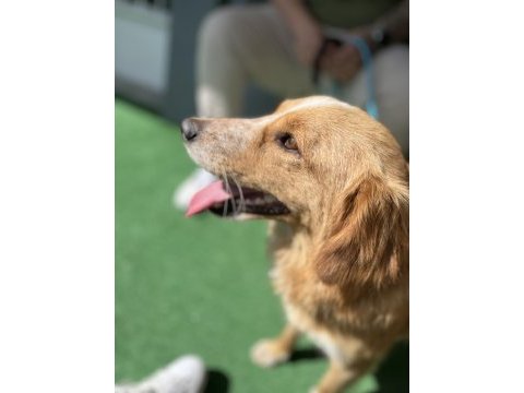 Dünya tatlısı bir melez köpeği sahiplenme