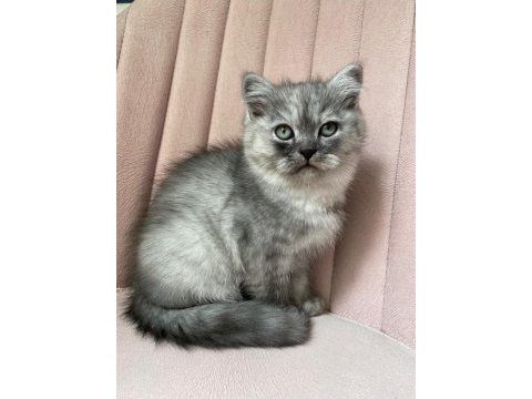 Safkan british longhair