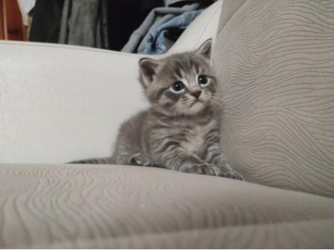 British shorthair yeni yuvaları aranıyor