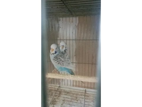 Uygun muhabbet kuşları