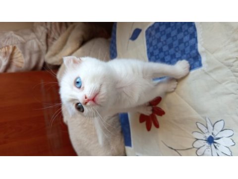 Güzeller güzeli scottish fold kızlarımıza yuva arıyoruz