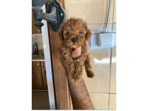 Toy poodle çokomeller