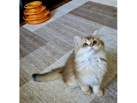 Golden british longhair bebeğimiz
