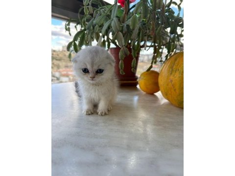 Scottish fold kırık kulak