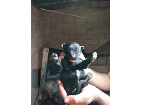 Şecereli belçika malinois