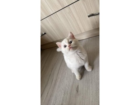 Hem ücretli hem ücretsiz british shorthair