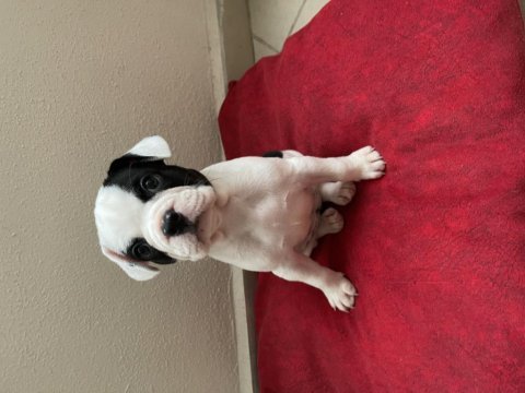 French bulldog yavru