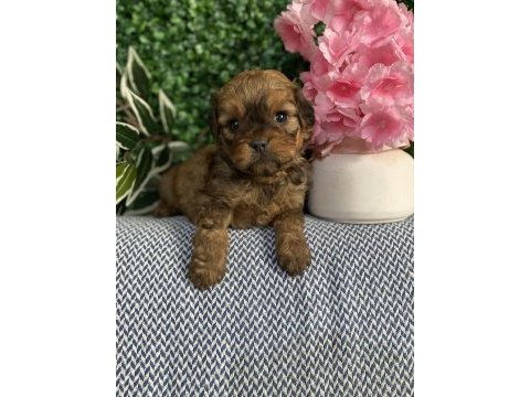 Maltipoo yavrularım sağlık ve ırk garantilidir