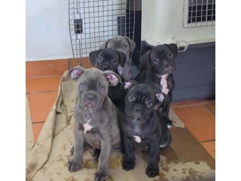 Türkiyenin en güvenilir çiftliğinden cane corso