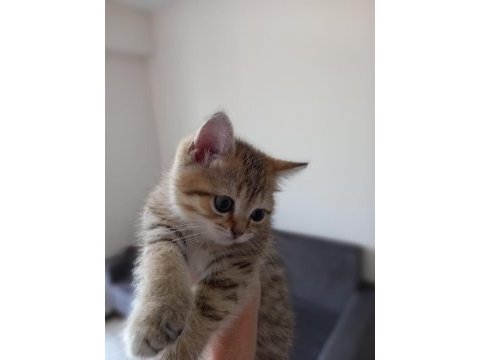 2 aylık golden tabby scottish erkek yavrumuz sahibini arıyor