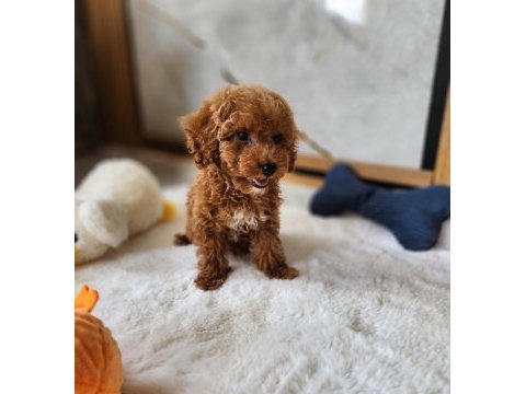Sevimli maltipoo  yavrularımız 