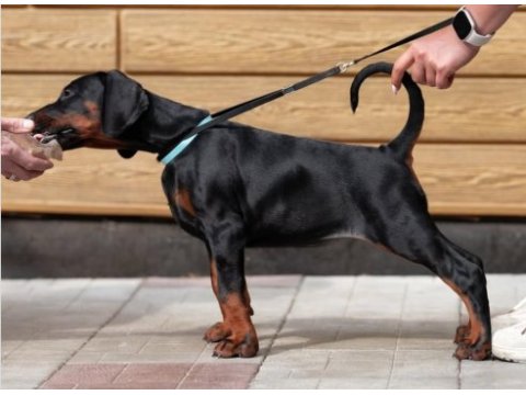 Can dostunuz doberman kapıda ödeme mevcuttur