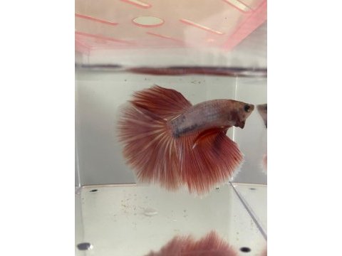 Premium betta balıkları