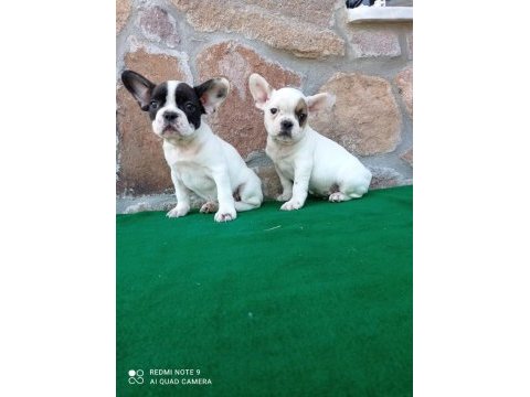 French bulldog yavrular