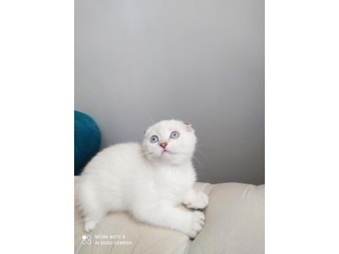 Birinci kalite kalıcı mavi gözlü scottish fold yavrular