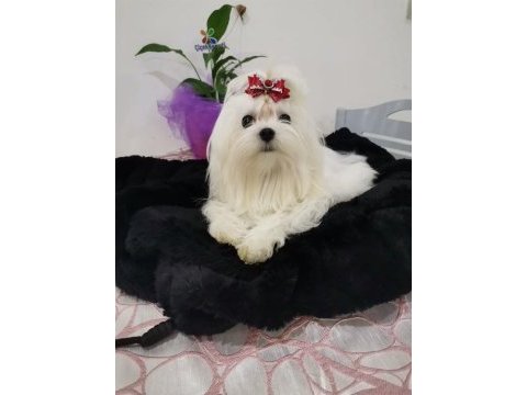 A şecereli babadan kore maltese bebekler