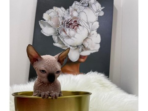 Sphynx sfenks tüysüz dişi erkek yavru