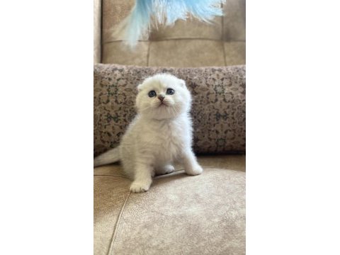 Scottish fold shorthair silver bebeğimiz ırk garantili