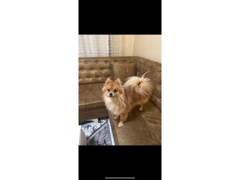 1 yaşında pomeranian boo