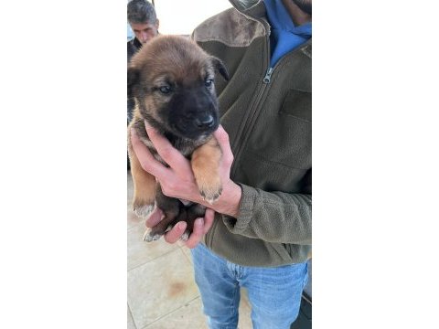 Belçika kurdu yavrular ırk sağlık garantili