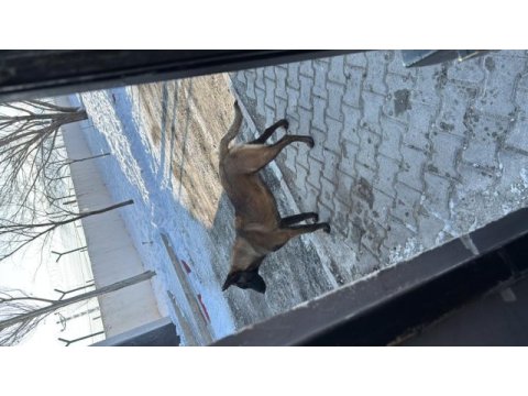Belçika 1 yaşında uygun ücretli verilecektir