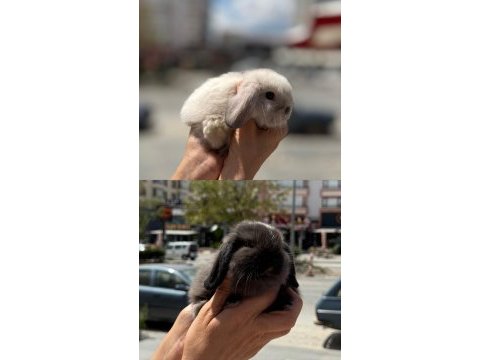 Cüce lop holland bebekler hazır