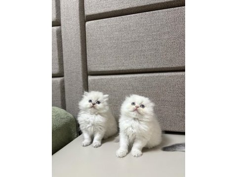 Brıtısh & scottısh yavrularım