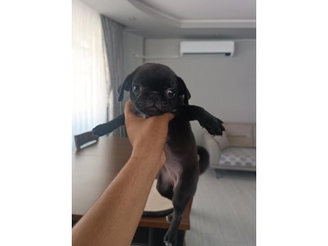 Baba çıkolata tan yavru 3 aylık dişi pug