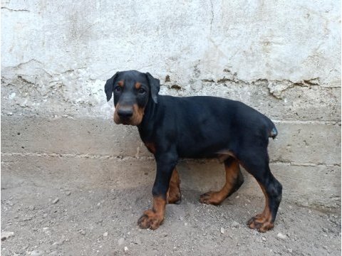 A scr üst düzey doberman