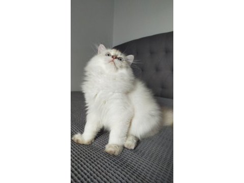British longhair ve scottish straight kedilerim