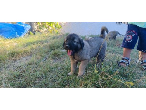 Safkan kangal yavruları