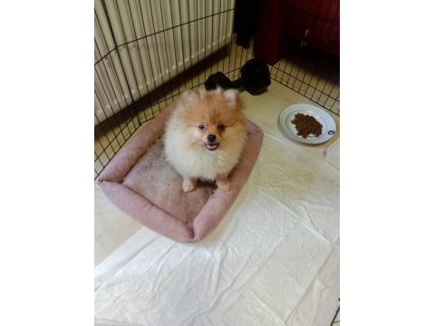 3 aylık dişi pomeranian