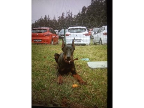 6 aylık dişi doberman