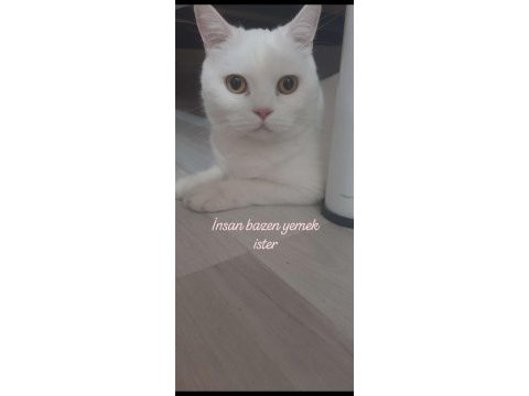 Uysal sakın erkek kedimiz