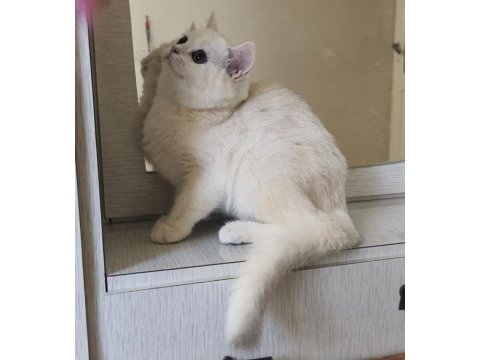 Scottish straight shorthair dişi