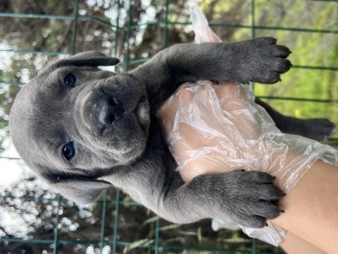 Heybetli üst kalite ırk garantili cane corso yavrular