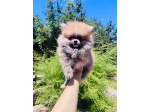 Dünyalar tatlısı üretici garantili pomeranian yavrular