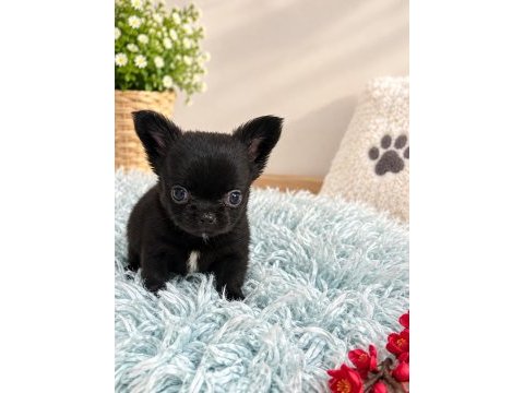 Siyahın en güzel tonu minik chıhuahua köpeğimiz