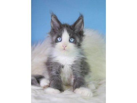 Özel maine coon erkek mavi gözlü