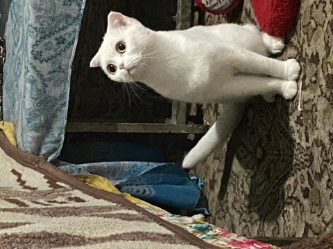 Scottish fold 1,5 yaşında