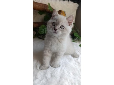 British shorthair lynx point
