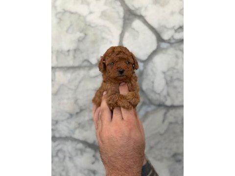 A kalite teacup poodle