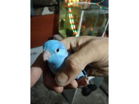 Forpus papağanı vardır