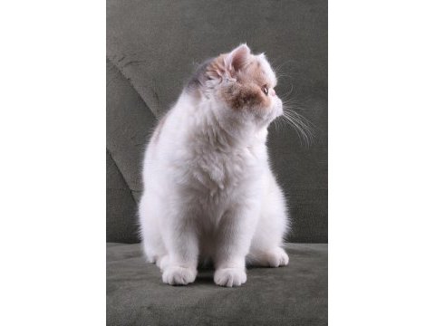 Cfa şecereli soft calico kedimiz