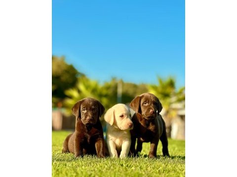 Labrador retrıever yavruları ıstanbul 