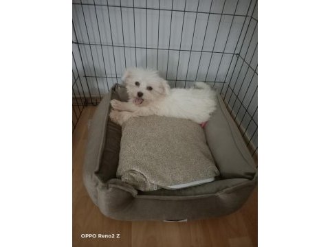 Maltese 2,5 aylık