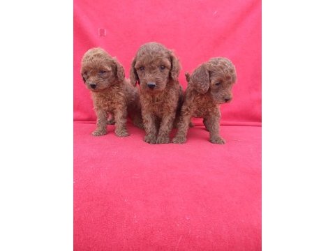 Kaliteli poodle yavrularımız