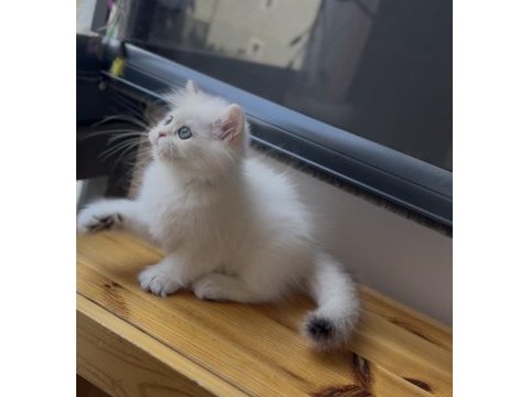 Ny1133 golden point güzellik british longhair